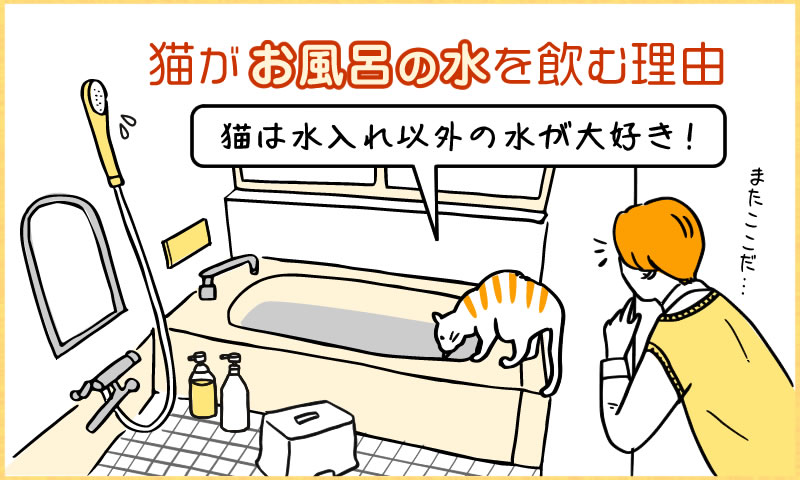 猫がお風呂の水を飲む理由―猫は水入れ以外の水が大好き！