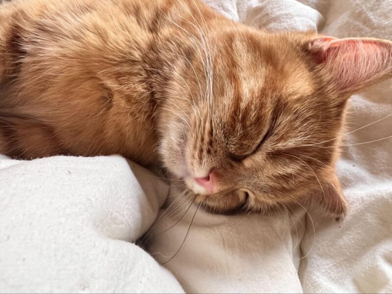 猫が病気以外が原因で寝ない時の対処法