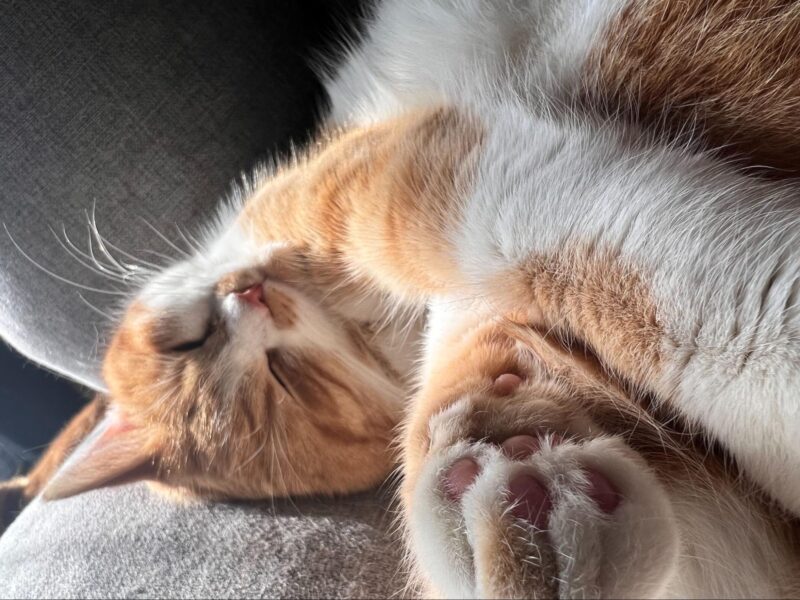 猫の年齢ごとに寝ない場合の原因と対処法を解説